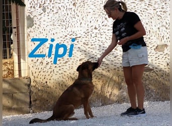 Zipi geb. 09/2021 (in Deutschland) - aufgeschlossener, verspielter und intelligenter Labrador Mix!