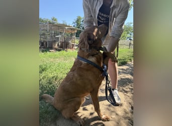 Jack - ein ganz besonderer Schatz braucht genau dich