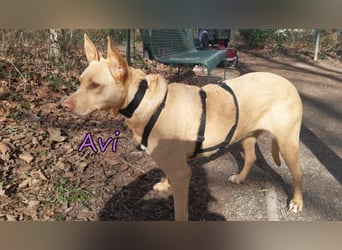 Avi geb. 10/2021 (DE) - unkomplizierte, soziale und liebe Border Collie-Labrador-Mix Hündin!