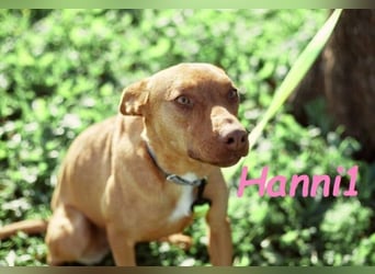 Hanni1 geb. 10/2021 (in Deutschland ) - Labrador-Border-Collie Mix Hündin, ein Sonnenschein