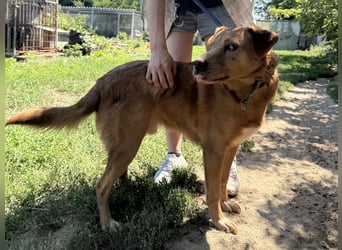 Jack - toller Kerl mit großem Herz