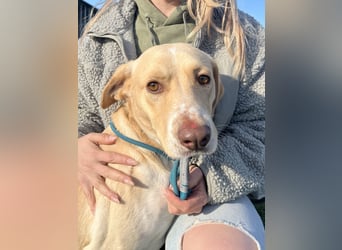 Joska - tollster Kerl auf 3 Beinen