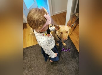 Avi geb. 10/2021 (DE) - unkomplizierte, soziale und liebe Border Collie-Labrador-Mix Hündin!