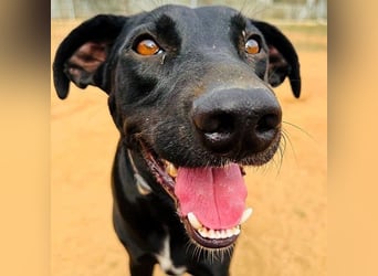 Charlie5 10/2021 (in Deutschland) - verspielter & neugieriger Labrador-Border-Collie-Mix!