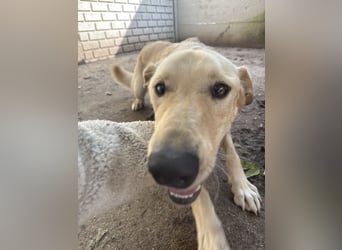 Vezér sucht Mutmacher
