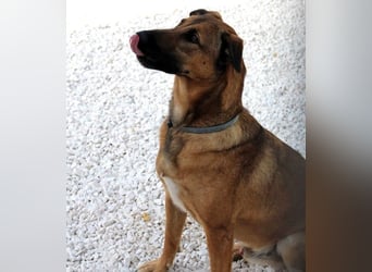 Zipi geb. 09/2021 (in Deutschland) - aufgeschlossener, verspielter und intelligenter Labrador Mix!