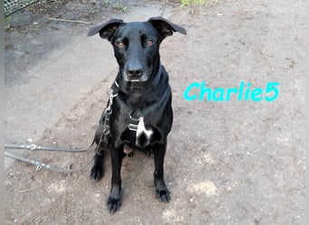 Charlie5 10/2021 (in Deutschland) - verspielter & neugieriger Labrador-Border-Collie-Mix!