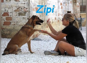 Zipi geb. 09/2021 (in Deutschland) - aufgeschlossener, verspielter und intelligenter Labrador Mix!