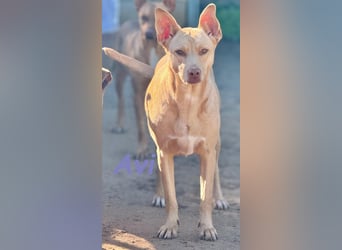 Avi geb. 10/2021 (DE) - unkomplizierte, soziale und liebe Border Collie-Labrador-Mix Hündin!