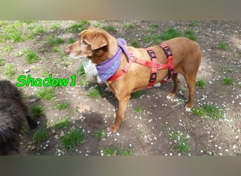 Shadow1 10/2021 (in Deutschland) - liebevoller Labrador-Border-Collie-Mix, treuer Menschenfreund!
