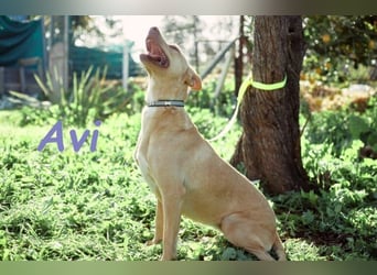 Avi geb. 10/2021 (DE) - unkomplizierte, soziale und liebe Border Collie-Labrador-Mix Hündin!