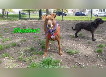 Shadow1 10/2021 (in Deutschland) - liebevoller Labrador-Border-Collie-Mix, treuer Menschenfreund!