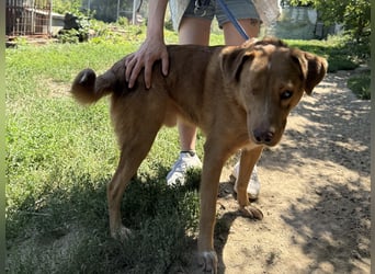 Jack - ein ganz besonderer Schatz braucht genau dich