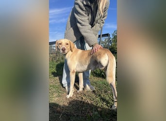 Joska - tollster Kerl auf 3 Beinen