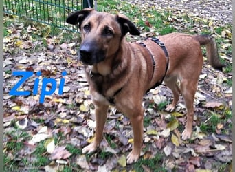 Zipi geb. 09/2021 (in Deutschland) - aufgeschlossener, verspielter und intelligenter Labrador Mix!