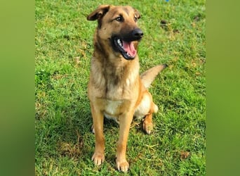 Zipi geb. 09/2021 (in Deutschland) - aufgeschlossener, verspielter und intelligenter Labrador Mix!