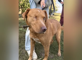 Jack - ein ganz besonderer Schatz braucht genau dich