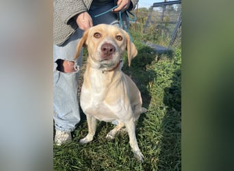 Joska - tollster Kerl auf 3 Beinen