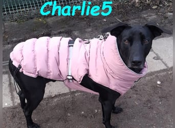 Charlie5 10/2021 (in Deutschland) - verspielter & neugieriger Labrador-Border-Collie-Mix!