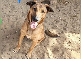 Zipi geb. 09/2021 (in Deutschland) - aufgeschlossener, verspielter und intelligenter Labrador Mix!