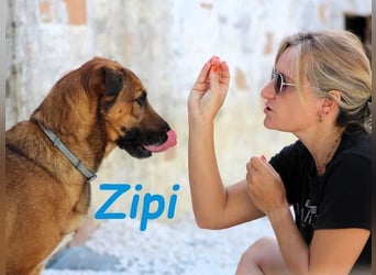 Zipi geb. 09/2021 (in Deutschland) - aufgeschlossener, verspielter und intelligenter Labrador Mix!