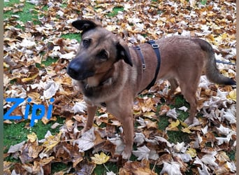 Zipi geb. 09/2021 (in Deutschland) - aufgeschlossener, verspielter und intelligenter Labrador Mix!