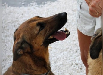 Zipi geb. 09/2021 (in Deutschland) - aufgeschlossener, verspielter und intelligenter Labrador Mix!