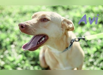 Avi geb. 10/2021 (DE) - unkomplizierte, soziale und liebe Border Collie-Labrador-Mix Hündin!