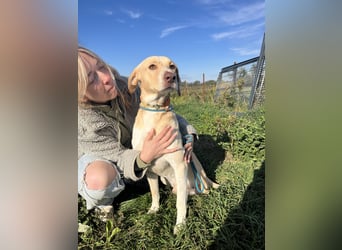 Joska - tollster Kerl auf 3 Beinen