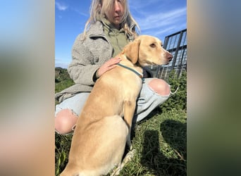 Joska - tollster Kerl auf 3 Beinen