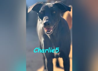 Charlie5 10/2021 (in Deutschland) - verspielter & neugieriger Labrador-Border-Collie-Mix!