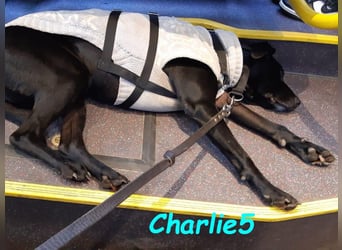 Charlie5 10/2021 (in Deutschland) - verspielter & neugieriger Labrador-Border-Collie-Mix!