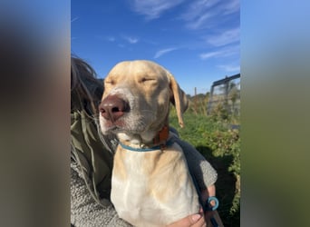 Joska - tollster Kerl auf 3 Beinen