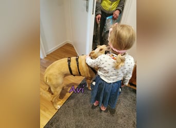 Avi geb. 10/2021 (DE) - unkomplizierte, soziale und liebe Border Collie-Labrador-Mix Hündin!