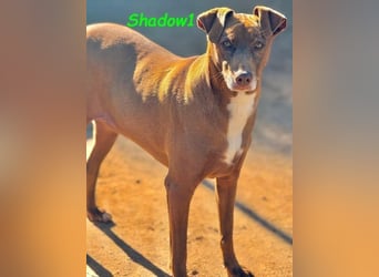 Shadow1 10/2021 (in Deutschland) - liebevoller Labrador-Border-Collie-Mix, treuer Menschenfreund!
