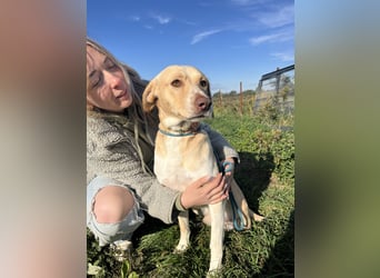 Joska - tollster Kerl auf 3 Beinen