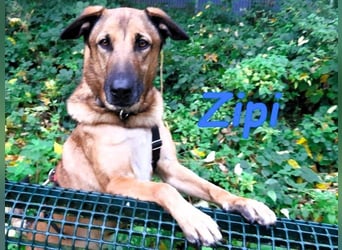 Zipi geb. 09/2021 (in Deutschland) - aufgeschlossener, verspielter und intelligenter Labrador Mix!