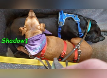 Shadow1 10/2021 (in Deutschland) - liebevoller Labrador-Border-Collie-Mix, treuer Menschenfreund!