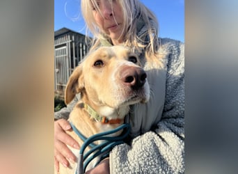 Joska - tollster Kerl auf 3 Beinen