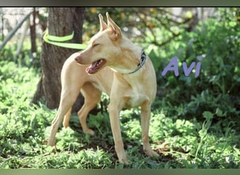 Avi geb. 10/2021 (DE) - unkomplizierte, soziale und liebe Border Collie-Labrador-Mix Hündin!