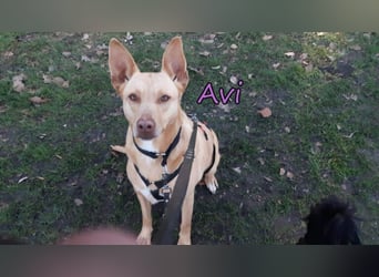 Avi geb. 10/2021 (DE) - unkomplizierte, soziale und liebe Border Collie-Labrador-Mix Hündin!