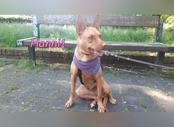 Hanni1 geb. 10/2021 (in Deutschland ) - Labrador-Border-Collie Mix Hündin, ein Sonnenschein