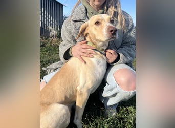 Joska - tollster Kerl auf 3 Beinen