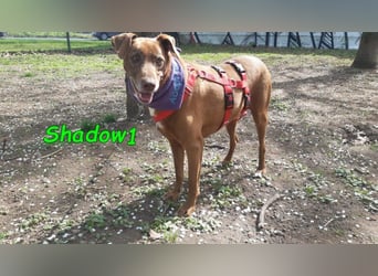 Shadow1 10/2021 (in Deutschland) - liebevoller Labrador-Border-Collie-Mix, treuer Menschenfreund!