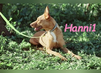 Hanni1 geb. 10/2021 (in Deutschland ) - Labrador-Border-Collie Mix Hündin, ein Sonnenschein