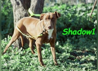 Shadow1 10/2021 (in Deutschland) - liebevoller Labrador-Border-Collie-Mix, treuer Menschenfreund!