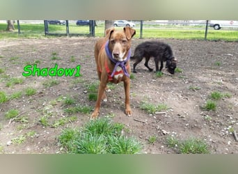 Shadow1 10/2021 (in Deutschland) - liebevoller Labrador-Border-Collie-Mix, treuer Menschenfreund!