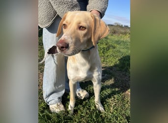 Joska - tollster Kerl auf 3 Beinen