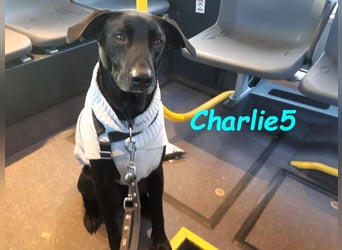 Charlie5 10/2021 (in Deutschland) - verspielter & neugieriger Labrador-Border-Collie-Mix!