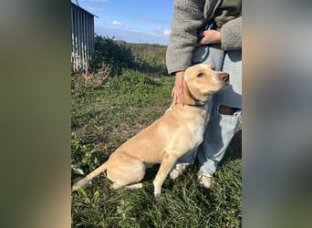 Joska - tollster Kerl auf 3 Beinen